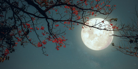 Full moon with flowers blossoming on a tree.