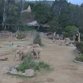 Elephants at Safari Park in San Diego County gather together in an "alert circle" during the 5.2-magnitude earthquake on April 14, 2025.